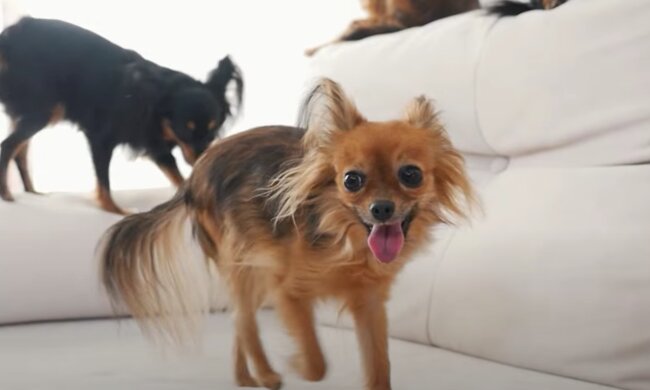 Hund. Quelle: Screenshot Youtube