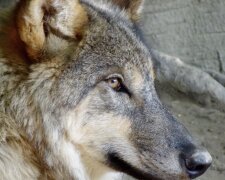 Wolf. Quelle: Screenshot YouTube
