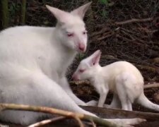 Im Zoo Kaiserslautern verschwand spurlos  Albino-Känguru, Details sind bekannt