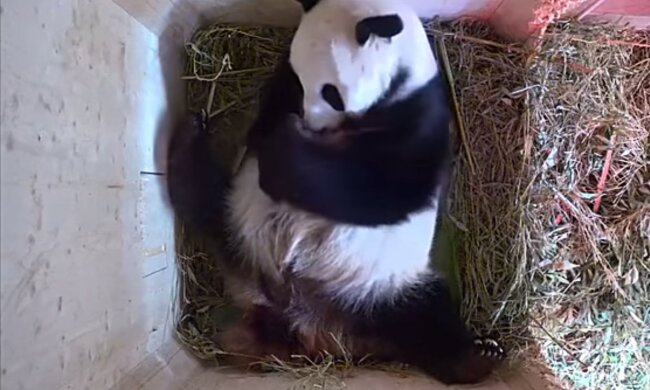 Mama und Baby. Quelle: Youtube Screenshot