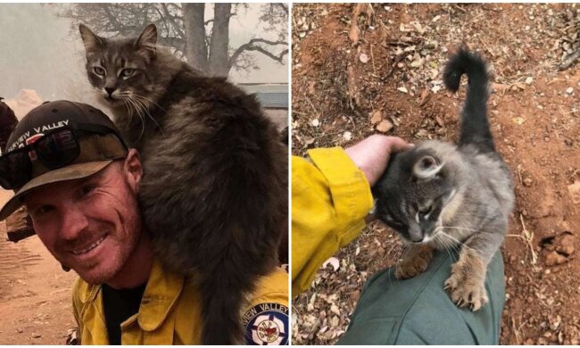 Dankbare Katze. Quelle: Screenshot