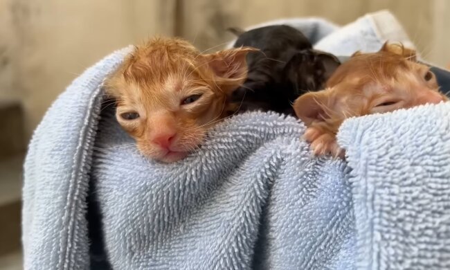 Kätzchen. Quelle: Screenshot