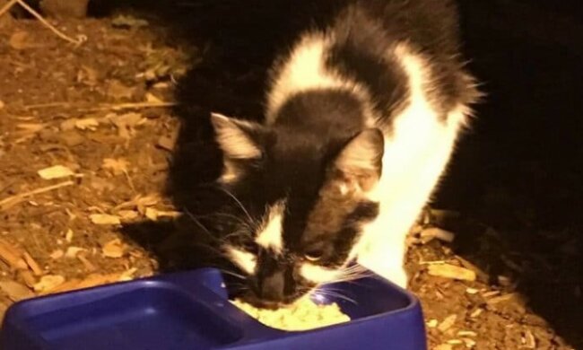 Eine schwangere Katze ging um den Parkplatz herum und bat um Hilfe