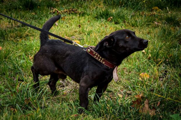 Winziger Hund Archie wurde in der Kälte im Gebüsch zurückgelassen: Er trug nur ein Halsband