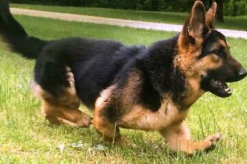 Der Deutsche Schäferhund hat einen angeborenen Zwergwuchs, aber seine Familie liebt ihn immer noch sehr