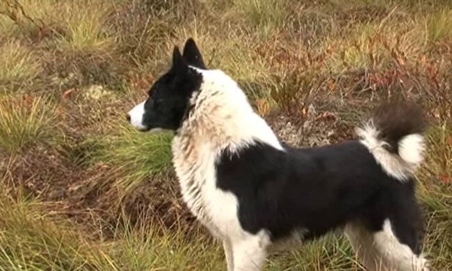 Wollte leben: Ein Hund kam in die Tierklinik und bat um Hilfe