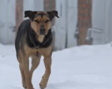 Straßenhund. Quelle: Youtube Screenshot