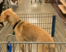 Hund im Supermarkt. Quelle: YouTube Screenshot