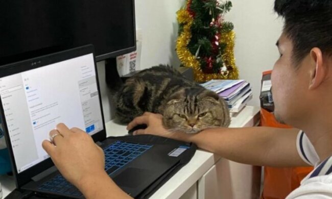 "Er hat meinen Mann gestohlen": Frau fängt die Verbindung zwischen ihrem Mann und der eifersüchtigen Katze ein