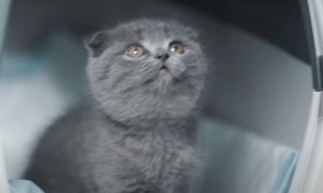 Das Kätzchen. Quelle: Screenshot YouTube