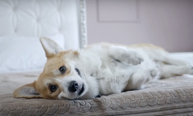 Hund. Quelle: Screenshot YouTube