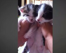 Babykatzen. Quelle: Youtube Screenshot