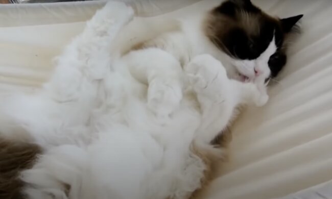 Katze. Quelle:  Screenshot YouTube