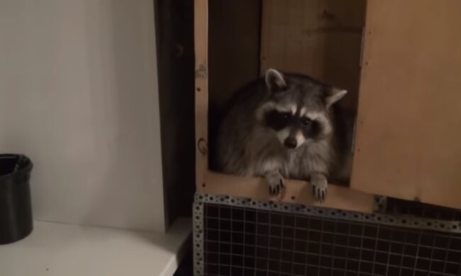 Die Waschbärin. Quelle: Screenshot YouTube