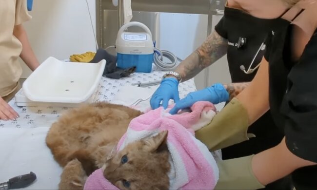 Dem Puma helfen. Quelle:  Screenshot YouTube