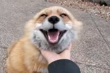 Der schlaue Fuchs. Quelle: YouTube Screenshot