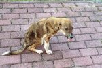Happy End: Ein obdachloser Hund mit Wirbelsäulenproblemen fand über 8.000 Kilometer liebevolle Besitzer