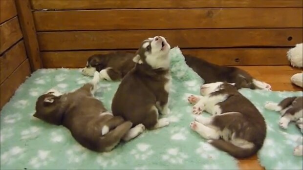 Baby-Husky. Quelle: Youtube Screenshot