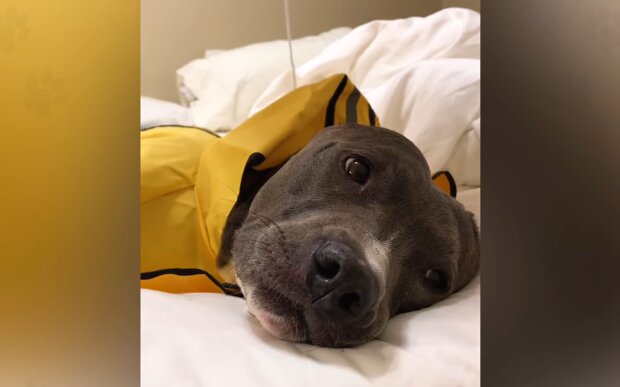 "Meine Freundin oder mein Pitbull"? Quelle: Youtube Screenshot