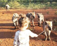 “Brave Baby”: Das Mädchen übertraf sogar Mowgli, weil sie in einem Rudel Hyänen zur Verwandtin wurde