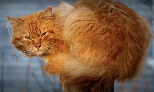 Katze. Quelle: Screenshot YouTube