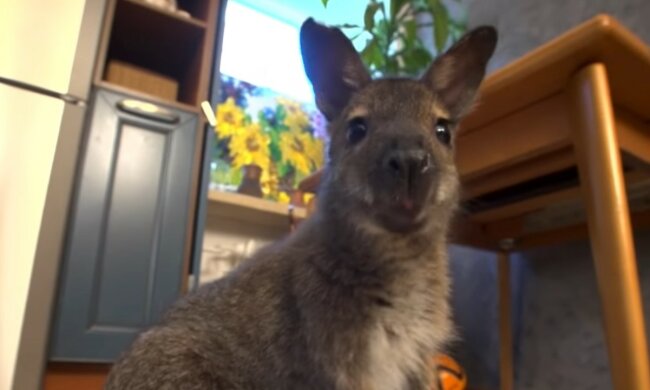 Сharmanter Gast im Haus. Quelle: Screenshot YouTube