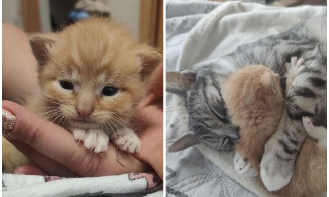 Kätzchen Mezo und Katze Malaika. Quelle: Screenshot Youtube