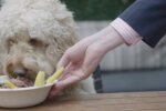 Hund im Restaurant. Quelle: Youtube Screenshot
