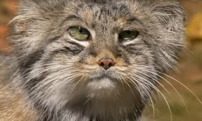 Pallas-Katze. Quelle: YouTube Screenshot