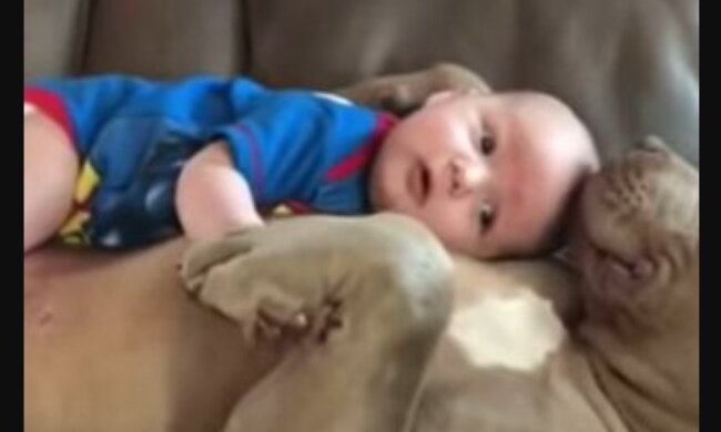 Der Hund mit dem Baby. Quelle: Youtube Screenshot