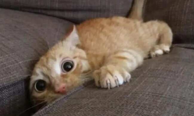 Die Lebensregeln einer “echten” Katze