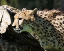 Gepard. Quelle: Screenshot YouTube