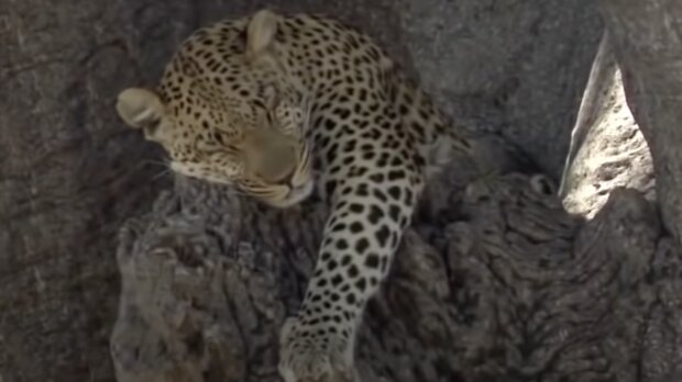 Leopard. Quelle: Screenshot YouTube