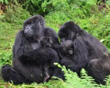 Ein junger Gorilla beschließt, das Kind eines anderen zu stillen, damit sich die junge Mutter ausruhen kann