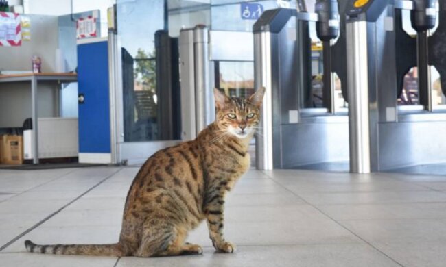 Jeden Morgen kommt die Katze zum Bahnhof um mit Menschen zu plaudern
