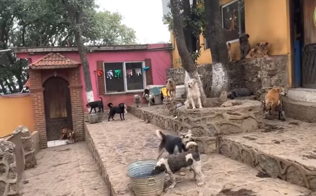 Ein Ort, an dem Hunde bequem leben. Quelle: Screenshot YouTube