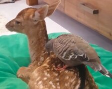 Güte wird die Welt retten: Wie eine Taube sich mit einem verwaisten Hirsch angefreundet hat