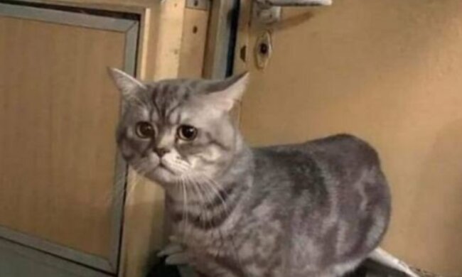 Ein verängstigtes Tier in sicheren Händen. Quelle: Screenshot YouTube