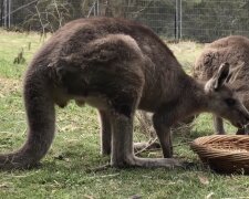 Känguru und Papagei. Quelle: Screenshot YouTube