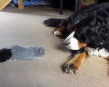 Die Freundschaft zwischen einen Hund un eine Katze. Quelle: Screenshot YouTube