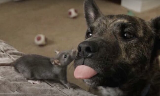 Freunde. Quelle: Screenshot YouTuve