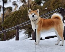 Geschichten von treuen Hunden, denen ein Denkmal gesetzt wurde