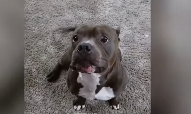 Ein Tier mit einer schwierigen Vergangenheit. Quelle: Screenshot YouTube