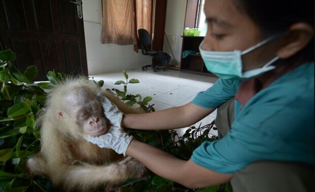 “Freiwillige kümmerten sich um eine einzigartige Vertreterin ihrer Tierart und ließen sie frei in die Natur, als sie bereit war”
