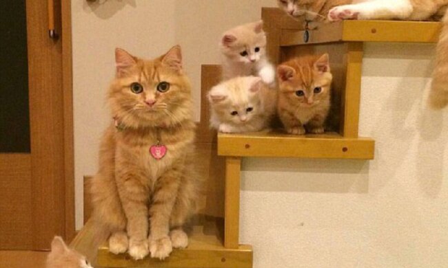 Katzen zeigen, wie man die Zeit mit der Familie richtig verbringt