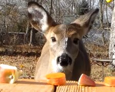 Happy End: eine Frau sah ein Reh im Wald mit einem Pfeil im Kopf, es lief weg, aber nach einer Weile trafen sie sich wieder