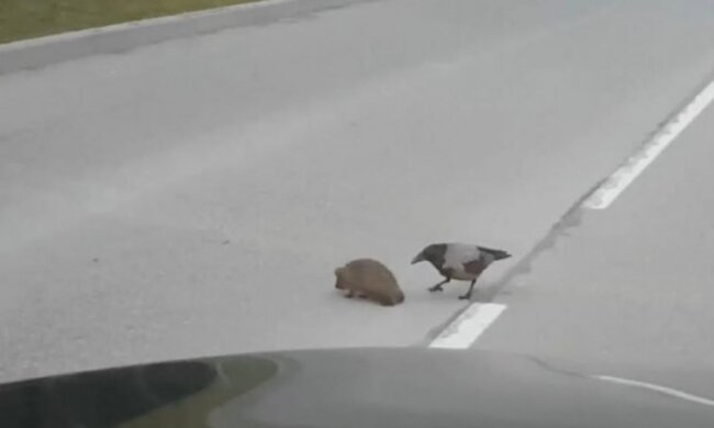 Unerwartete Hilfe: Die Krähe beschloss, dem Igel beim Überqueren der Straße zu helfen. Der Moment wurde gefilmt