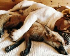 Die junge Frau rettete den Fuchs und er wurde der beste Freund ihres Hundes