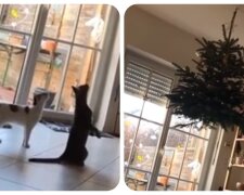 Katzen und Weihnachtsbaum. Quelle: petpop.com