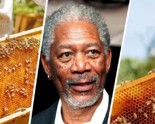 Hollywood-Schauspieler Morgan Freeman hat Bienen auf seiner Ranch untergebracht, Details